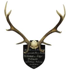 Antique Black Forest Deer Trophy from Salem, Germany, 1856