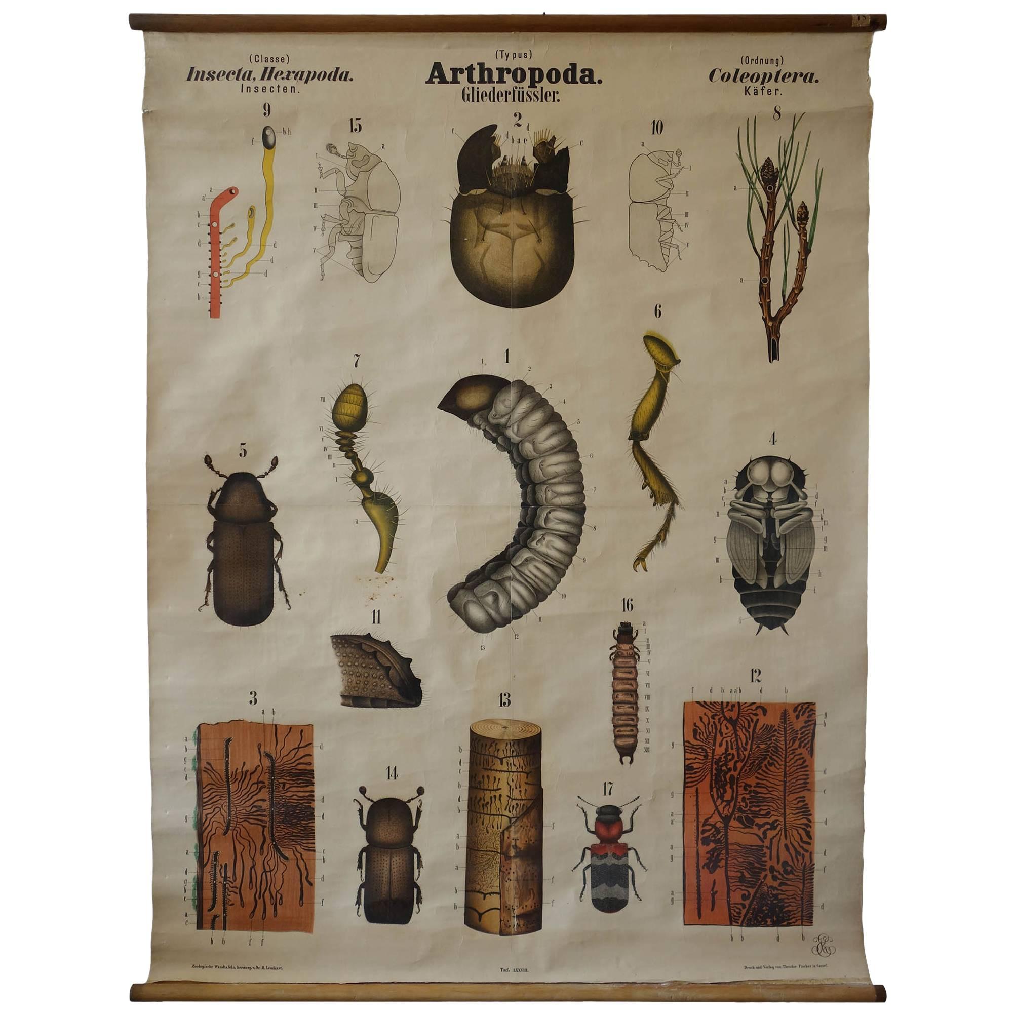 Rare Antique 19th Century Wall Chart by Rudolf Leuckart, Beetles For Sale