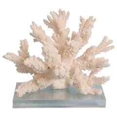 Branch Coral Sculpture on Lucite