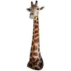 Vintage Rare Freestanding 20th Century African Taxidermy Giraffe Head and Neck