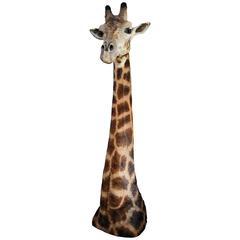 Rare Freestanding 20th Century African Taxidermy Giraffe Head and Neck 7