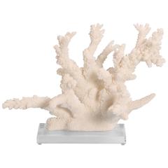Naturally Abstract Branch Coral Sculpture