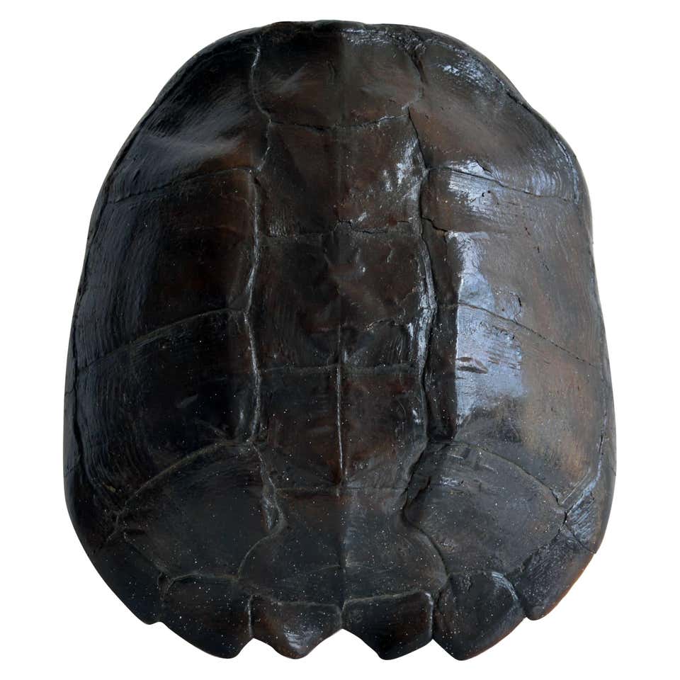 Turtle Shell For Sale at 1stDibs