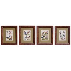 Set of Four French Hand Colored Framed Engravings Bernard Direxit, Circa 1790