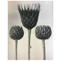 Karl Blossfeldt Original Photogravure First Edition 4