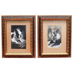 Antique Pair of Grisaille Drawings on Paper of French Bulldogs