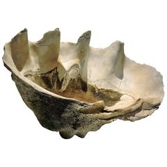 Antique Giant Clam Shell