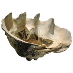  Antique Giant Clam Shell 