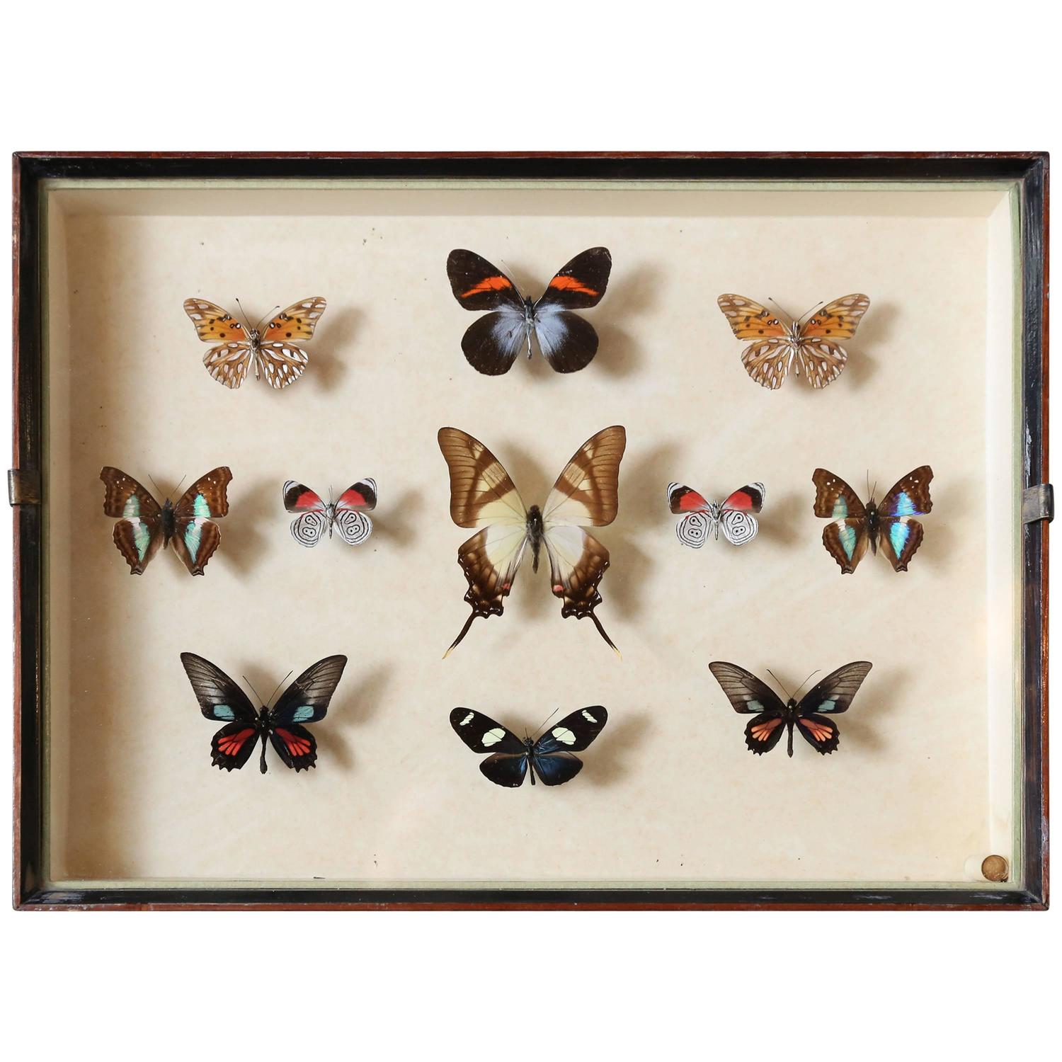 Vintage Butterfly Specimen Collection For Sale at 1stdibs