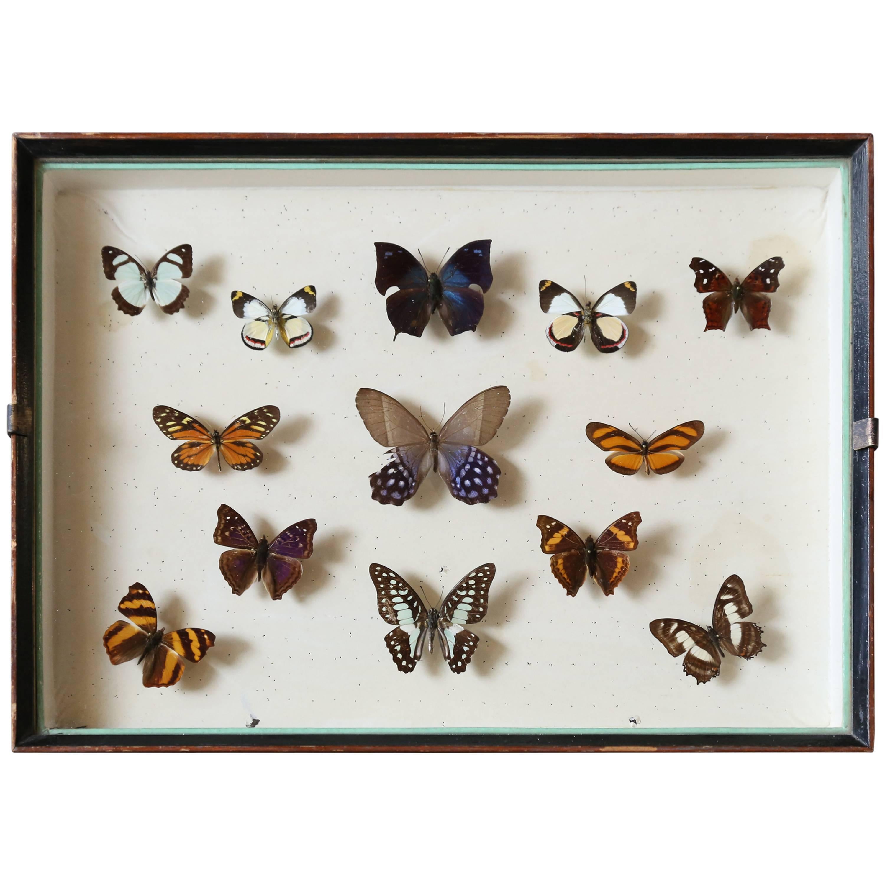 Vintage Butterfly Specimen Collection