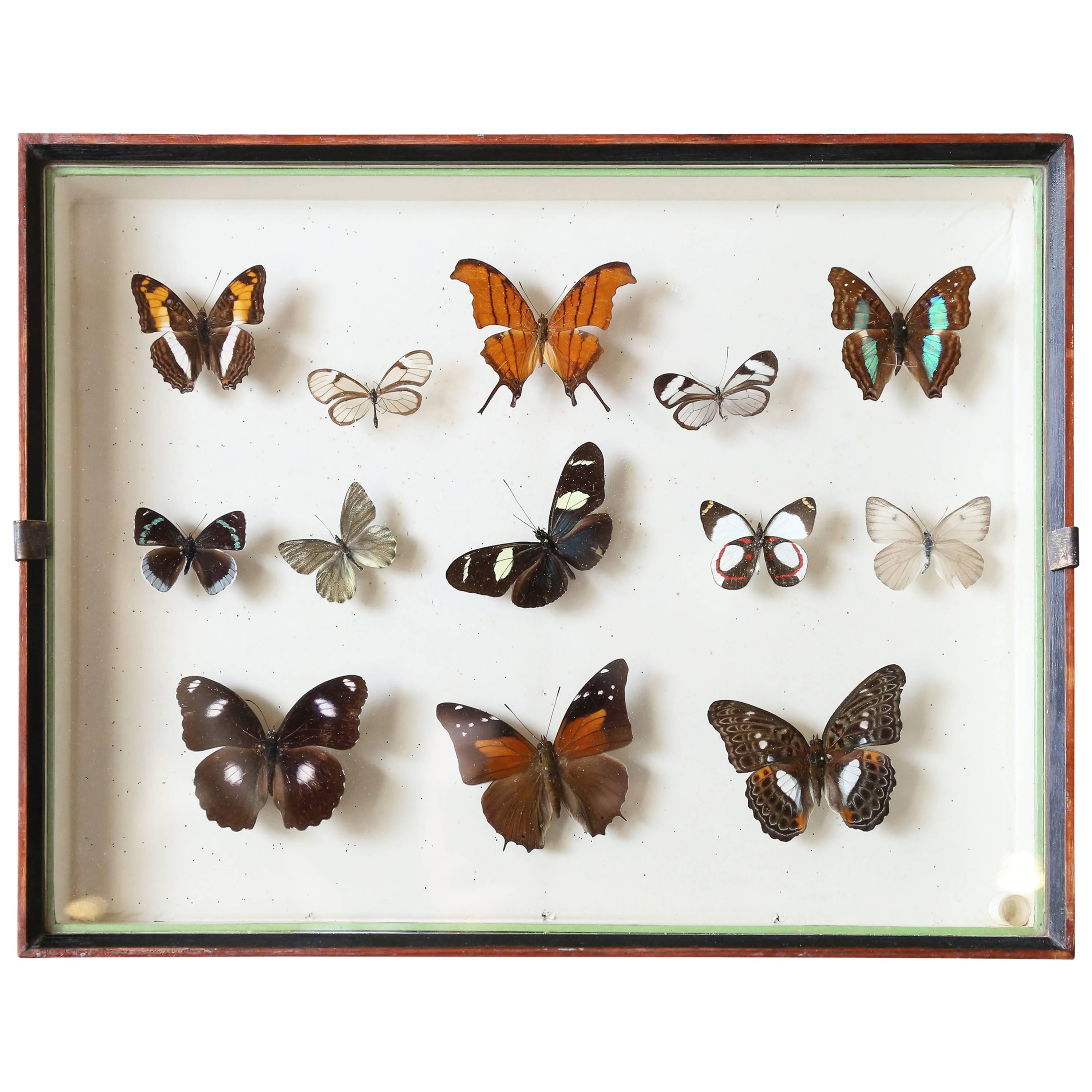 Vintage Butterfly Specimen Collection