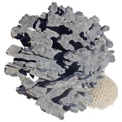 Large  Blue Ridge Coral Specimen