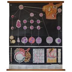 Mid-20th Century Anatomical Chart, Blood Cell Function