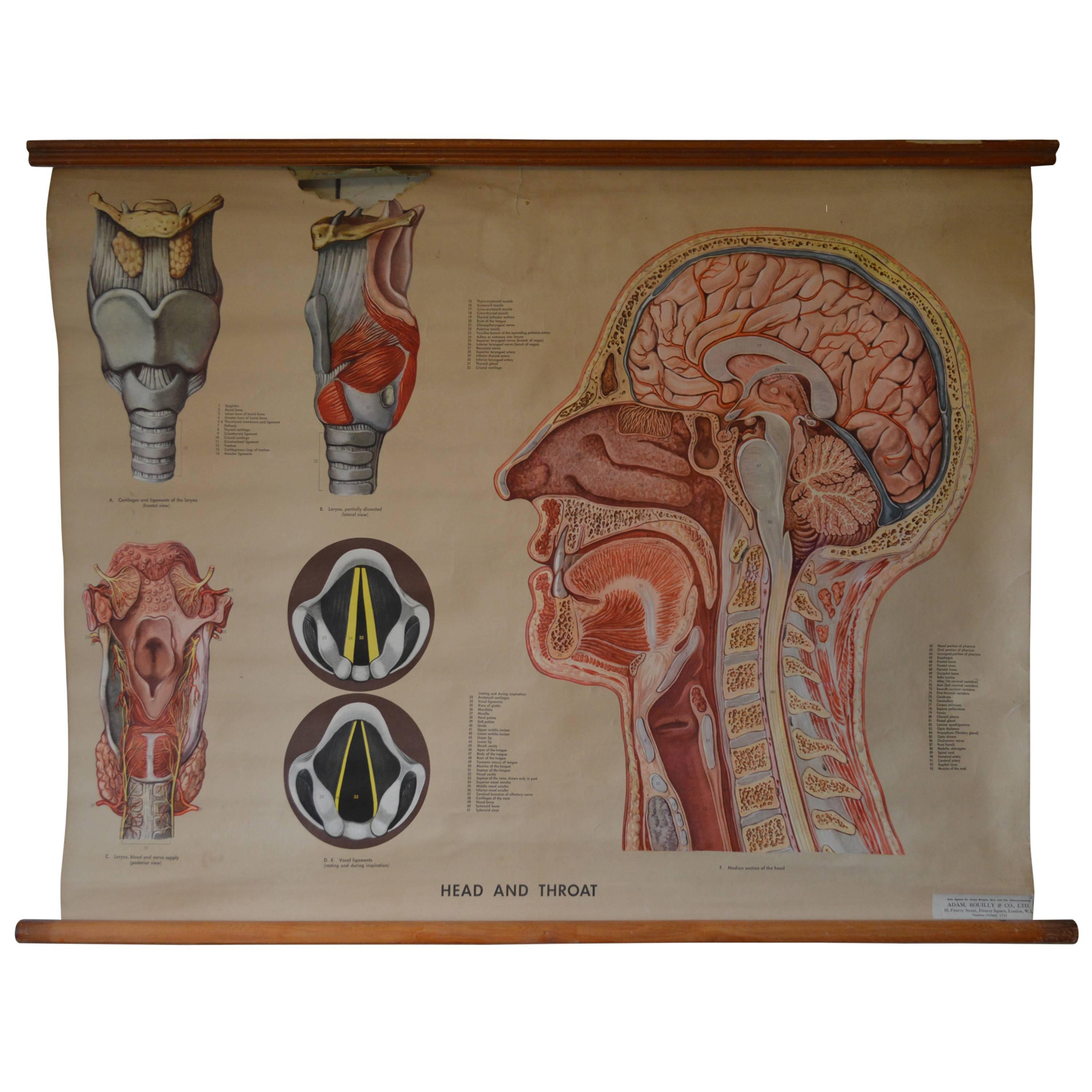 Early to Mid-20th Century Anatomical Chart, Head and Throat For Sale