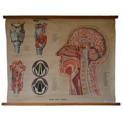 Vintage Early to Mid-20th Century Anatomical Chart, Head and Throat