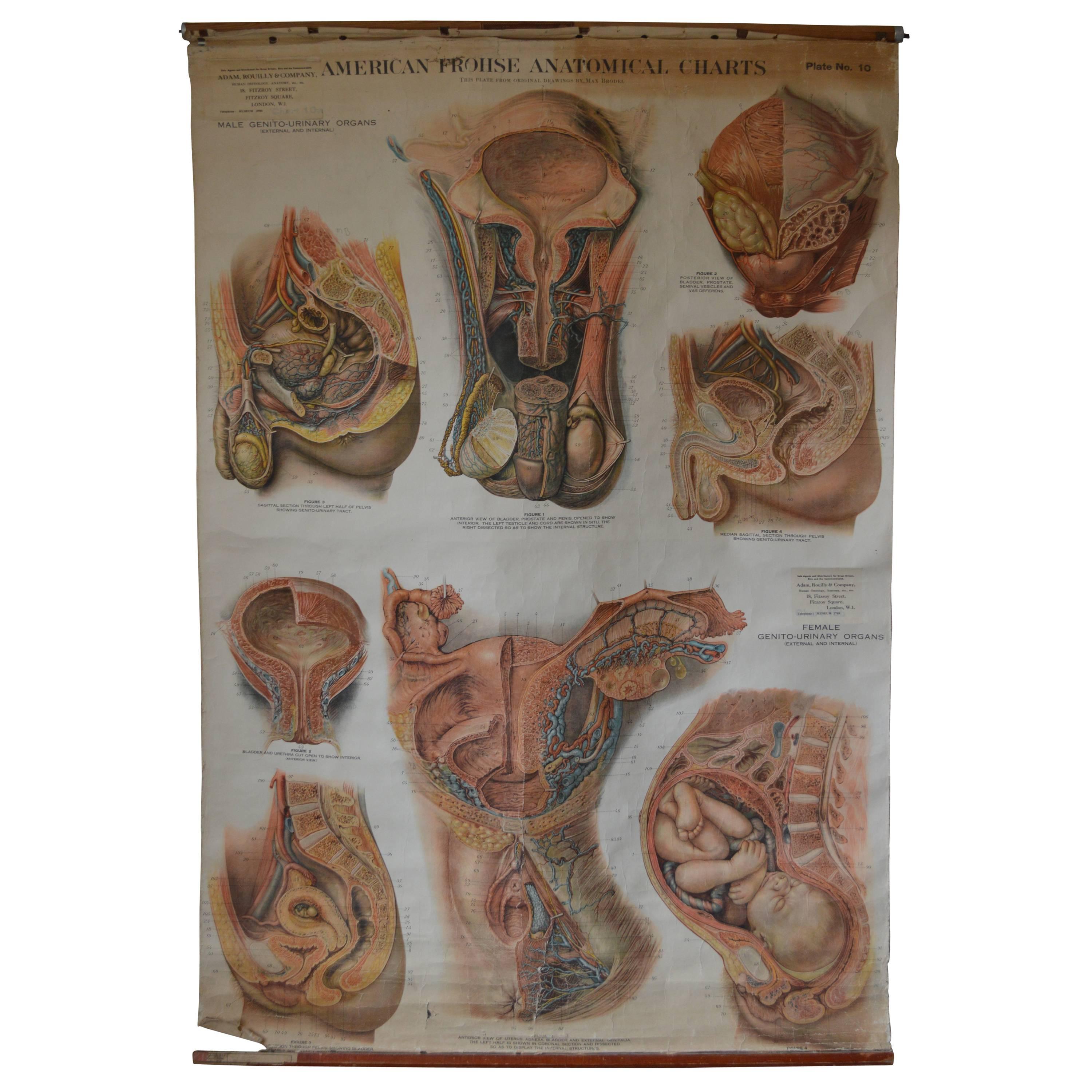 Early to Mid-20th Century Anatomical Chart, 10a and 10b For Sale