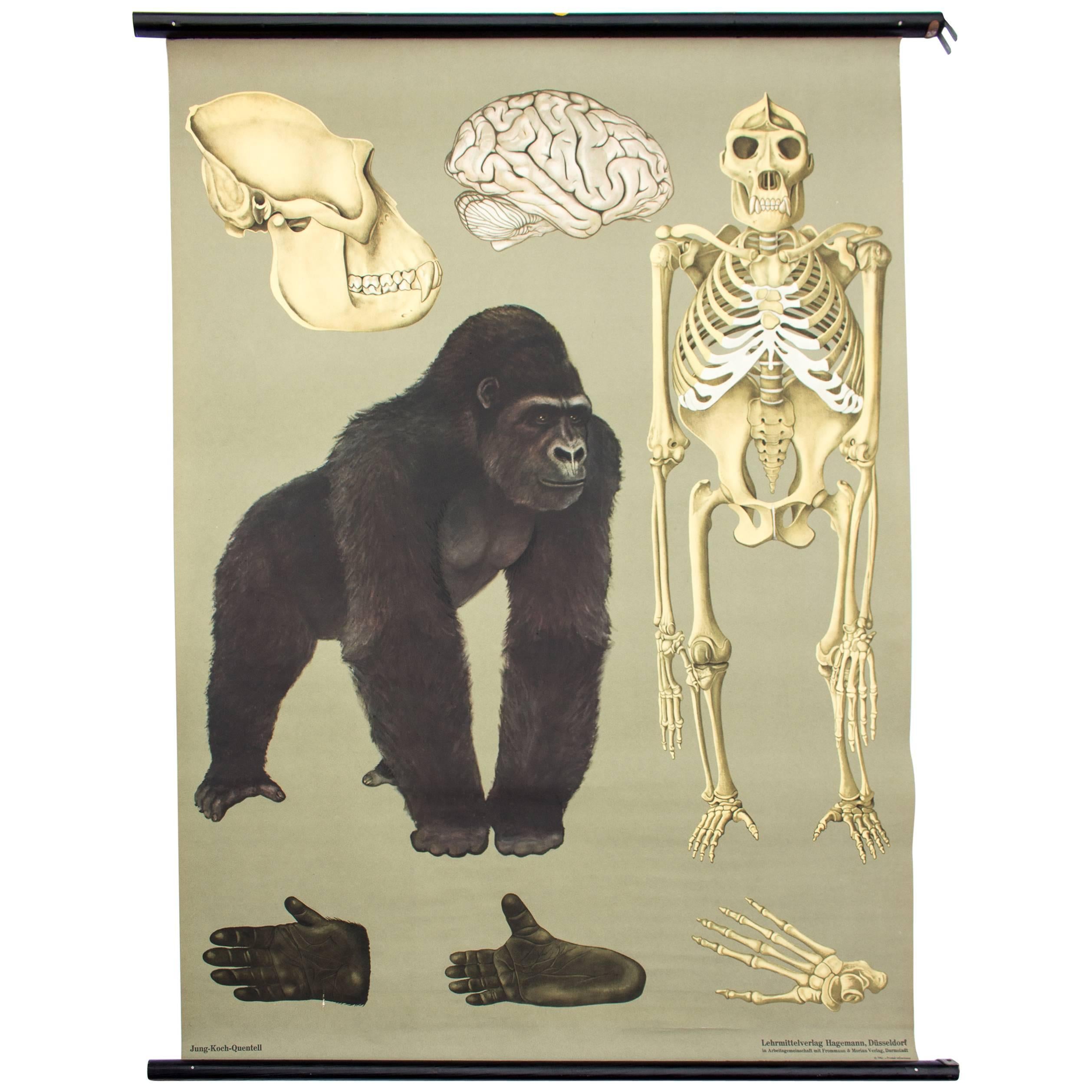 Wall Chart Gorilla from Jung-Koch-Quentell, 1961 For Sale