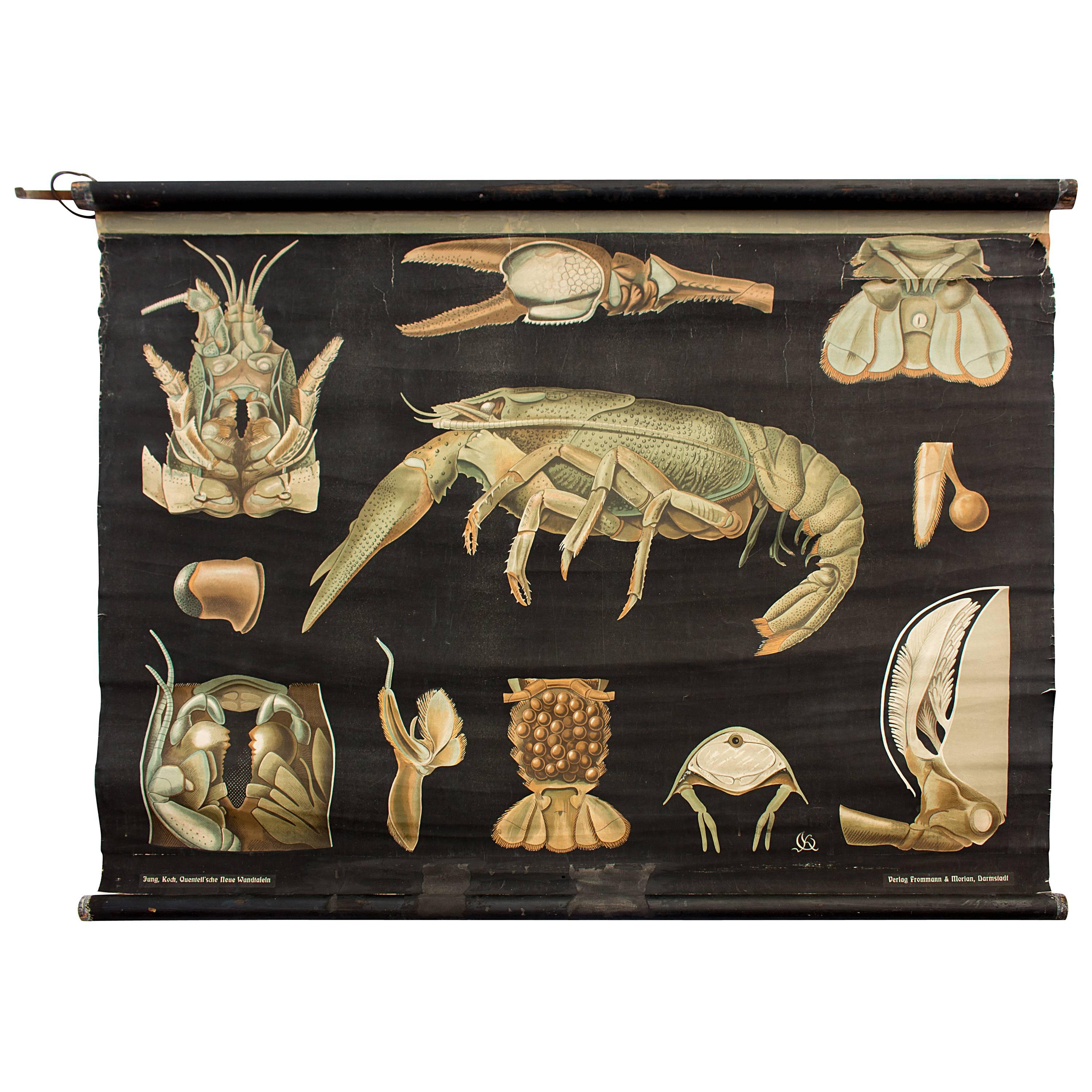 Rare Wall Chart Crawfish from Jung-Koch-Quentell, 1925 For Sale
