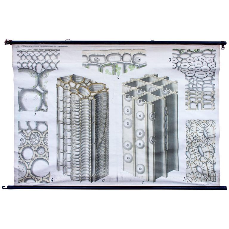 Wall Chart, Schmeils Botanical Charts, Cell Wall, by Dr. H. Meierhofer