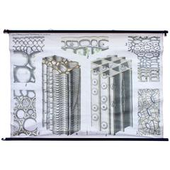 Wall Chart, Schmeils Botanical Charts, Cell Wall, by Dr. H. Meierhofer, 1894