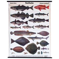 Wall Chart, Seafish by Dr. Karl Rühmer, 1958