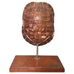 Mounted Tortoise Shell Display by Ward's Natural Science