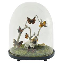 Decorative Natural Taxidermy Butterfly Sulpture Arranged under a Glass Globe
