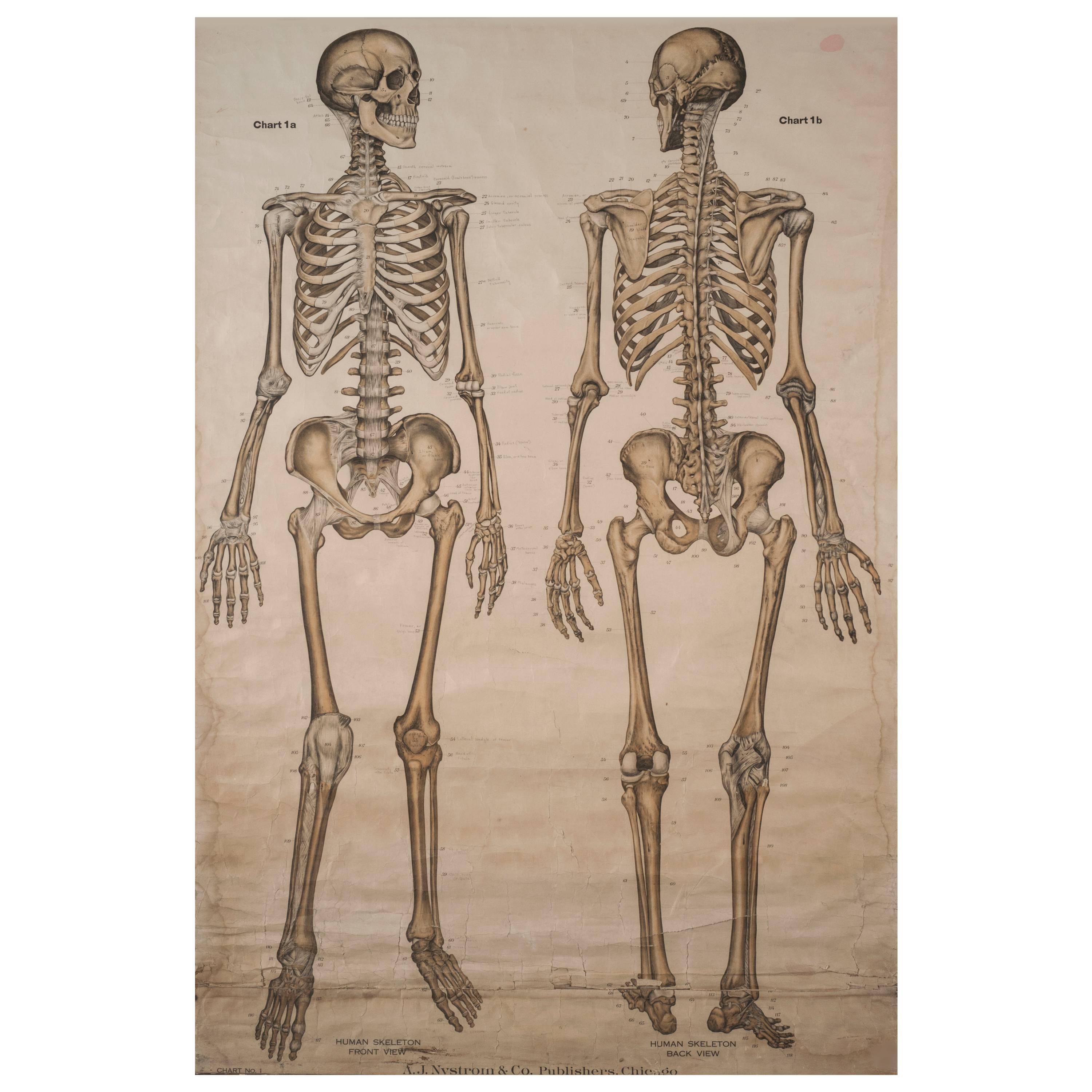 Frohse Anatomical Chart Human Skeleton, 1918