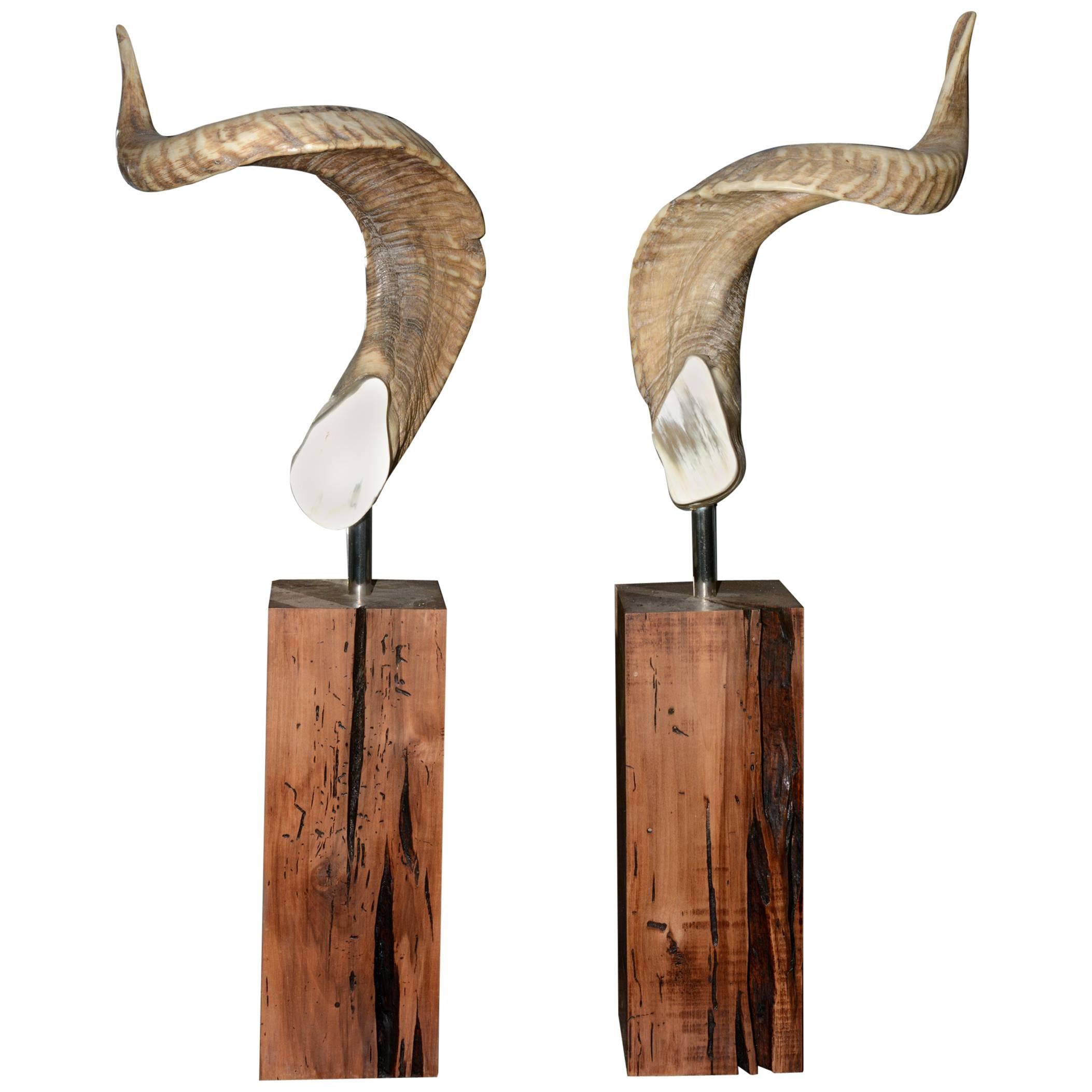 Ensemble de deux cornes d'Aries sur socle en bois noble