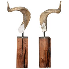 Ensemble de deux cornes d'Aries sur socle en bois noble