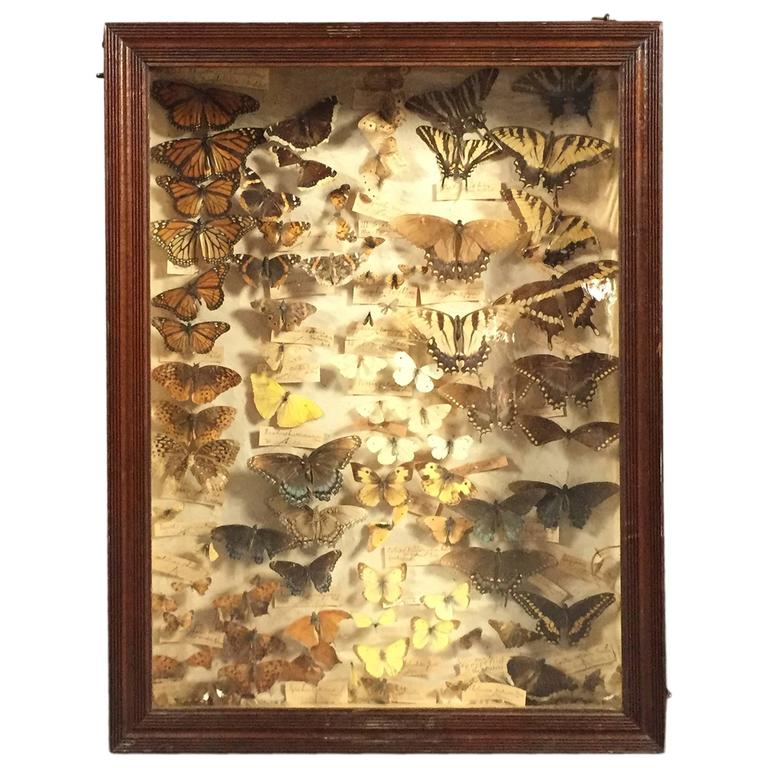 82 Specimen Butterfly Display Box, Hand Labeled and Framed, circa 1900 at 1stdibs