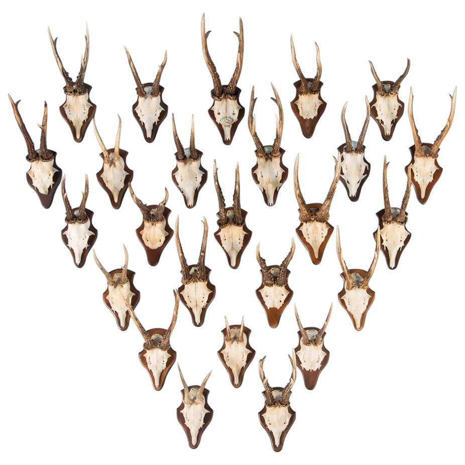 Set of 25 Vintage Black Forest Deer Antler Mounts