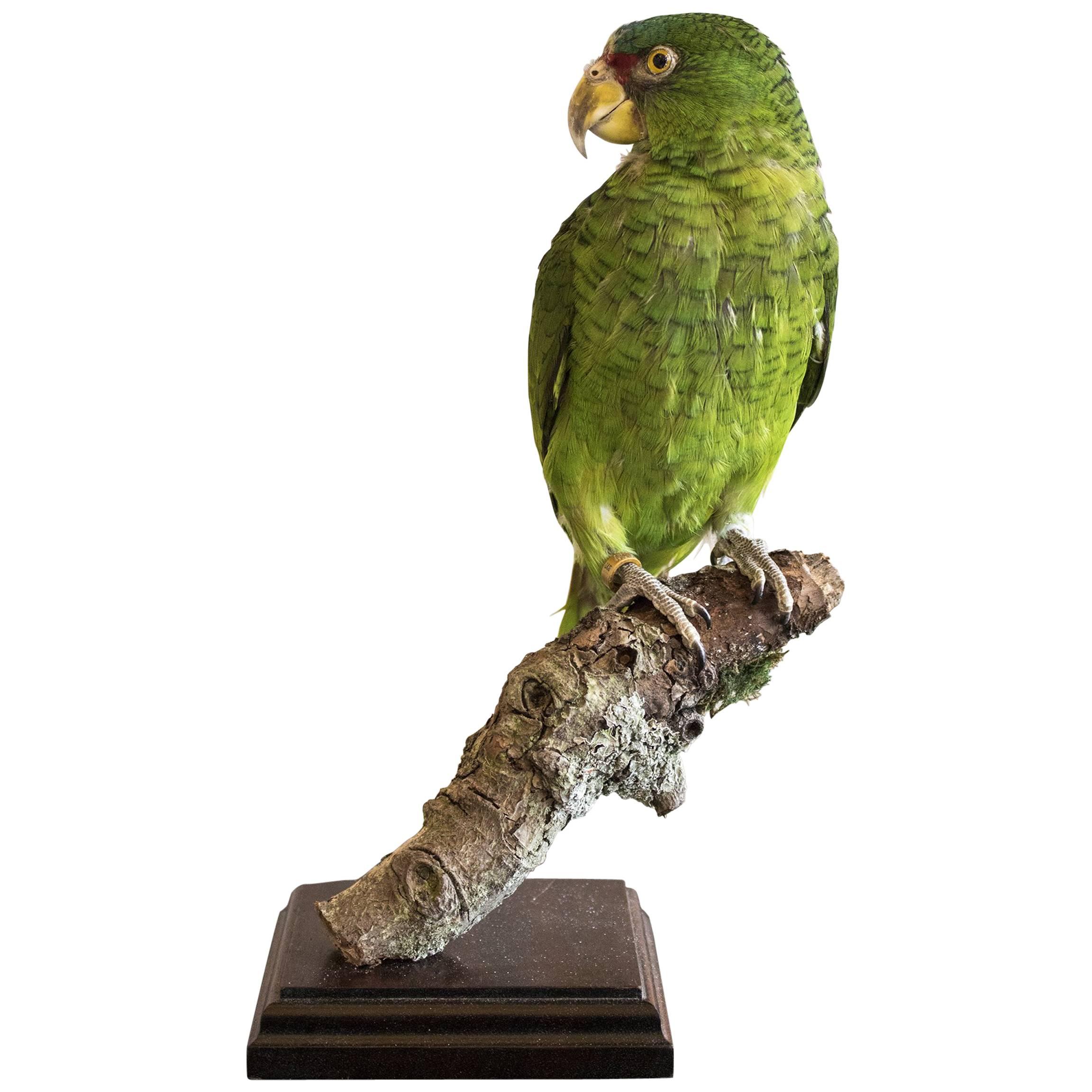 Taxidermy White Fronted Amazon Parrot