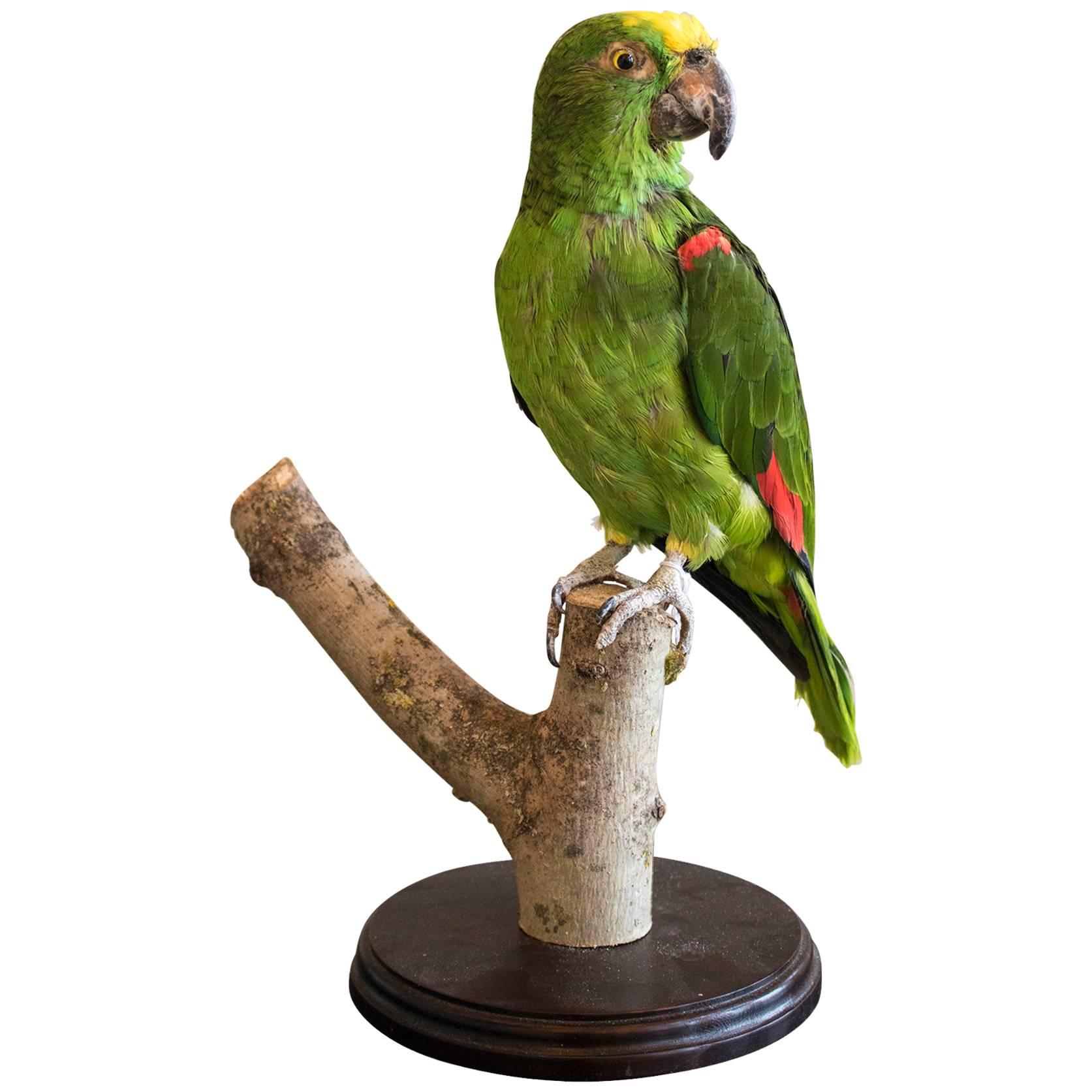 Taxidermy Yellow Crowned Parrot