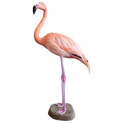 Taxidermy Greater Flamingo