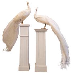 Vintage Taxidermy White Peacocks Mounted on Plinths, 20th Century