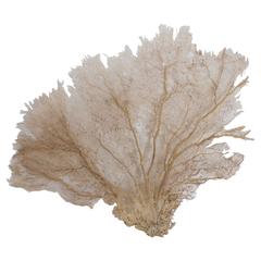 Giant Cream Sea Fan 1