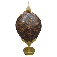 Turtle Shell Mounted in Gilded Brass in the Style of Anthony Redmile