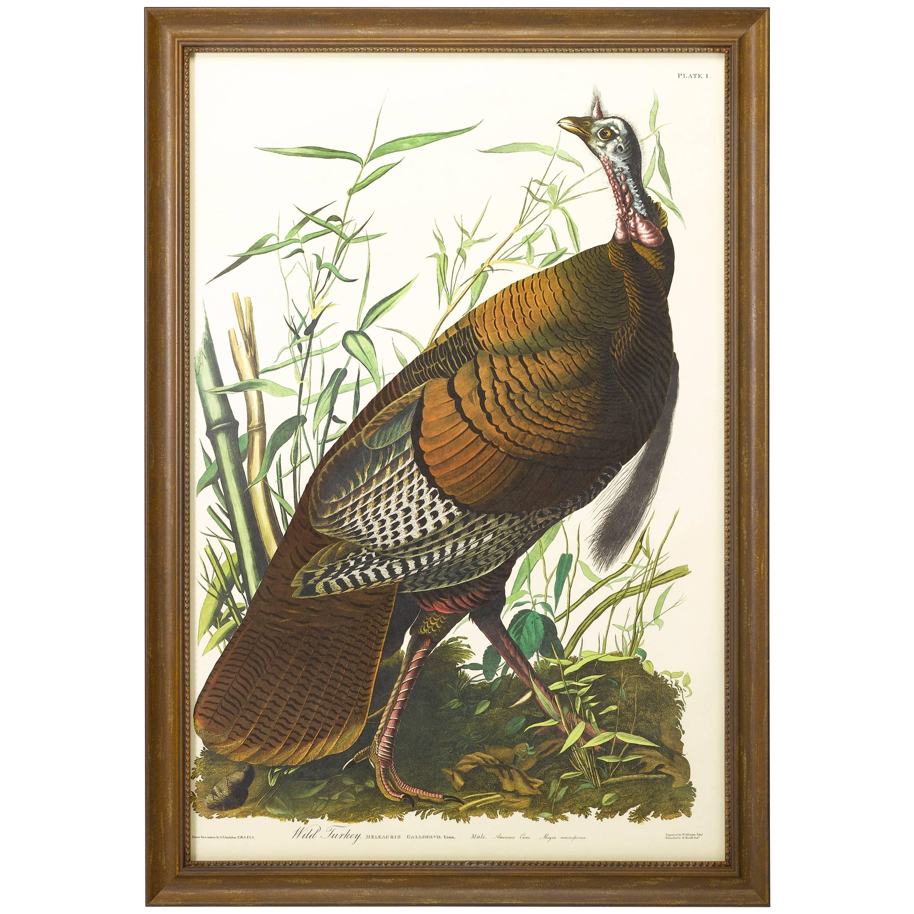 "Wild Turkey, " Plate 1, Amsterdam Audubon Edition