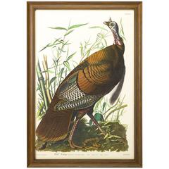 Vintage "Wild Turkey, " Plate 1, Amsterdam Audubon Edition