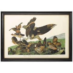 Virginian Partridge, Plate 76, Amsterdam Audubon Edition