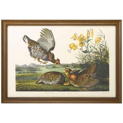 "Pinneated Grouse" Plate 186, Amsterdam Audubon Edition