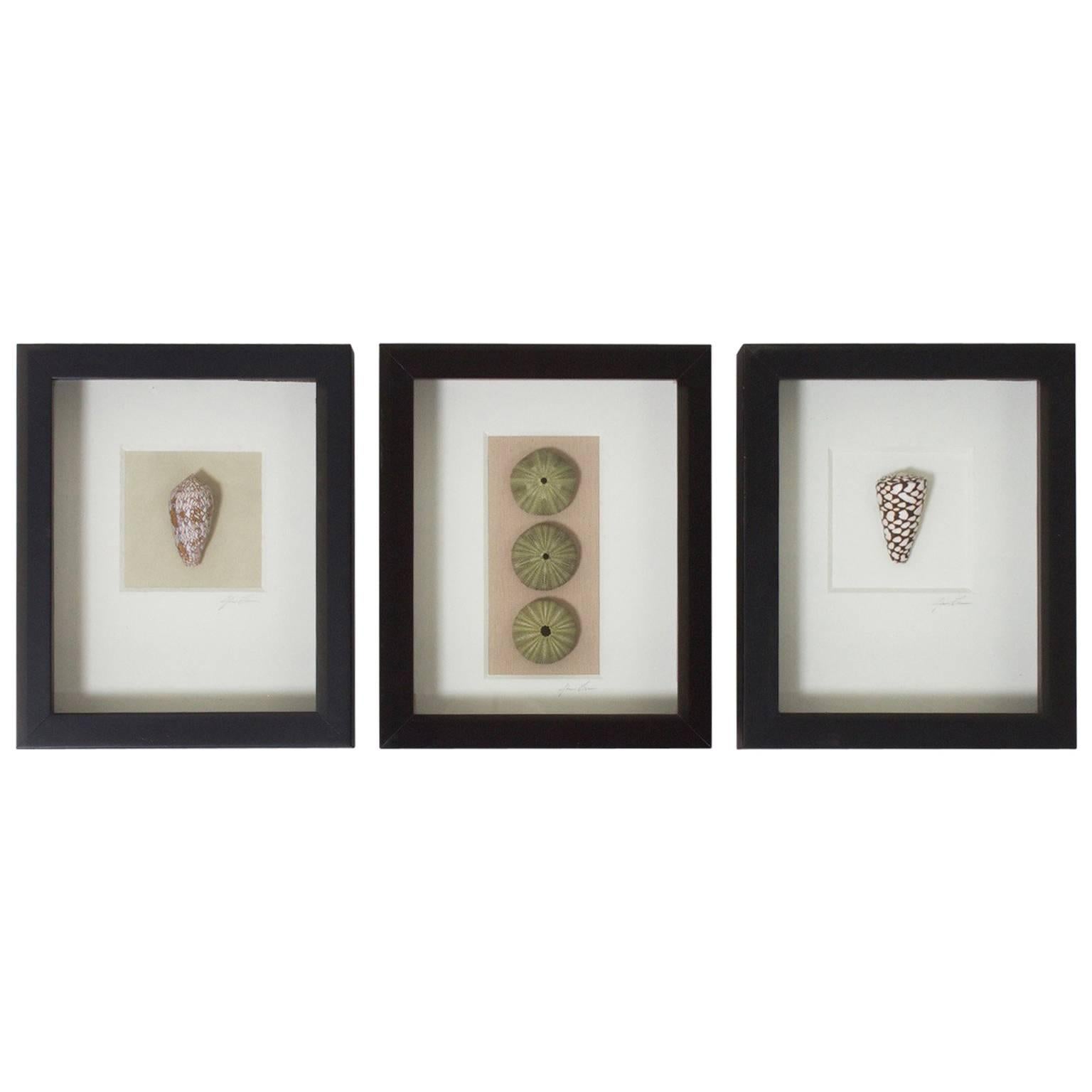 Set of Three Shell Specimens in Shadow Boxes