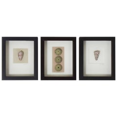 Vintage Set of Three Shell Specimens in Shadow Boxes