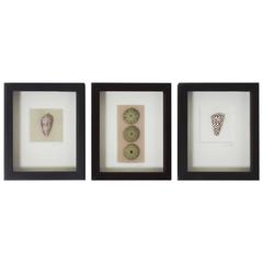 Set of Three Shell Specimens in Shadow Boxes 4