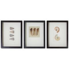 Set of Three Medium Shell Specimens in Shadow Boxes 2