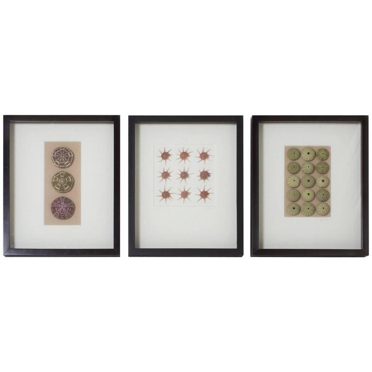 Set of Three Large Sea Shell Specimens in Shadow Boxes For Sale at 1stdibs