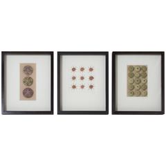 Set of Three Large Sea Shell Specimens in Shadow Boxes 5