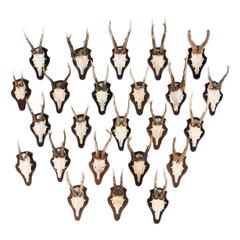Set of 24 Vintage Black Forest Deer Antler Mounts