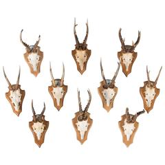 Set of Ten Vintage Black Forest Deer Antler Mounts